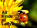All Kinds of Ladybugs