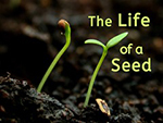 The Life of a Seed