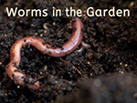 Worms in the Garden