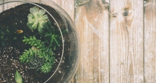 Science Experiment: Hydrologic (Water) Cycle - DIY Terrarium