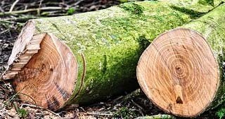 Urban Tree Revival at our Michigan Road Branch