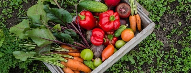 The Carrot Seed - Storytime Online
