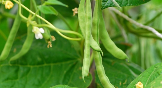 Green Beans Picture Id182051238