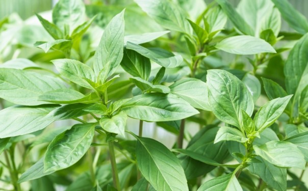 Thai Basil Young Plants Close Up Picture Id1299764306